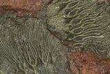 Silurian Fossil Crinoid (Scyphocrinites) Plate - Morocco #255716-3